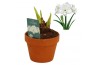 Hippeastrum Hippeastrum Akiko terracotta 15 cm2 tak/plnt