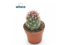 Cactus Thelocactus Bicolor