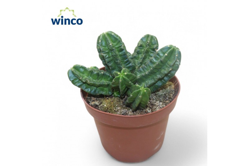 Echinocactus Echinocereus Vierecki Moricalli 