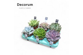 Echeveria mix Echeveria Mix (Decorum)1 bl.