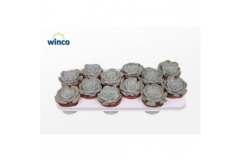 Echeveria pollux Echeveria Pollux1 bl. 