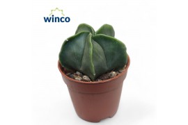 Astrophytum myriostigma Astrophytum Nudim