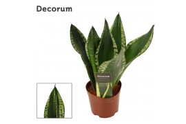 Sansevieria trifasciata Sansevieria Silver flame 12 cm (Decorum)