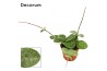 Hoya mathilde Hoya 6 cm Mathilde splash Decorum 2.5 - 4.9  cm 1 pp