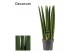 Sansevieria cylindrica Sansevieria Cylindrica 14 cm Straight (Decorum) 