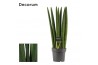 Sansevieria cylindrica Sansevieria Cylindrica 14 cm Straight (Decorum)
