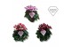 Cyclamen pers. super serie djix Cyclamen Exclusive® - Djix Mix Rood/Wi 