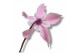 Cyclamen pers. super serie djix Cyclamen Exclusive® - Djix Mix Rood/Wi 