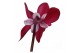 Cyclamen pers. super serie djix Cyclamen Exclusive® - Djix Mix Rood/Wi 