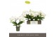 Phalaenopsis wit Tablo Champagne 2 spike25 bl. 2 tak/plnt 