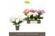 Phalaenopsis mix Tablo Mix 2 spike25 bl. 2 tak/plnt 