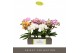 Phalaenopsis mix Tablo Mix 2 spike25 bl. 2 tak/plnt 