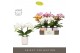 Phalaenopsis mix Tablo Mix 2 spike in Molise Mix Aquo25 bl. 2 tak/plnt 