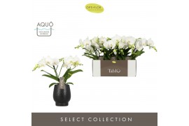 Phalaenopsis wit Tablo Champagne 2 spike in Abruzzo Black Aquo 25 bl. 