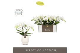 Phalaenopsis wit Tablo Champagne 2 spike in Abruzzo White Aquo 25 bl. 