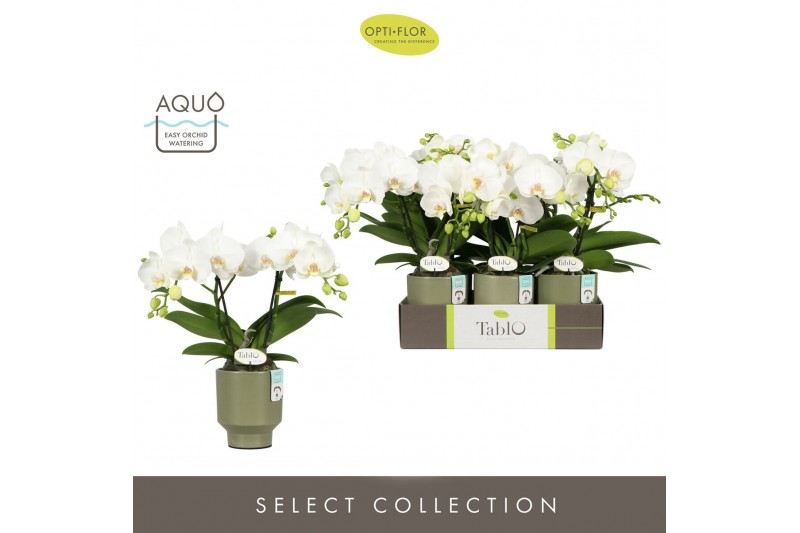 Phalaenopsis wit Tablo Champagne 2 spike in Emilia Green Aquo 25 bl. 2 