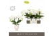 Phalaenopsis wit Tablo Champagne 2 spike in Emilia White Aquo 25 bl. 2 