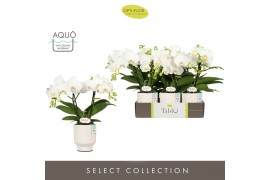 Phalaenopsis wit Tablo Champagne 2 spike in Emilia White Aquo 25 bl. 2