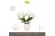 Phalaenopsis wit Tablo Champagne 2 spike in Emilia White Aquo 25 bl. 2 