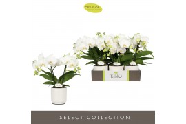 Phalaenopsis wit Tablo Champagne 2 spike in Lazio White 25 bl. 2 tak/p
