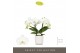 Phalaenopsis wit Tablo Champagne 2 spike in Lazio White 25 bl. 2 tak/p 