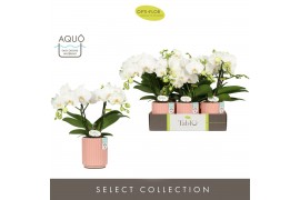Phalaenopsis wit Tablo Champagne 2 spike in Molise Salmon Aquo 25 bl. 