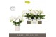 Phalaenopsis wit Tablo Champagne 2 spike in Molise White Aquo 25 bl. 2 