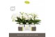 Phalaenopsis wit Tablo Champagne 2 spike in Molise White Aquo 25 bl. 2 