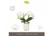 Phalaenopsis wit Tablo Champagne 2 spike in Molise White Aquo 25 bl. 2 