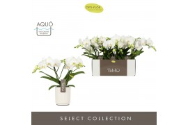 Phalaenopsis wit Tablo Champagne 2 spike in Molise White Aquo 25 bl. 2