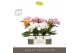 Phalaenopsis mix Tablo Mix 2 spike in Emilia White Aquo 25 bl. 2 tak/p 