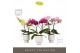 Phalaenopsis mix Tablo Mix 2 spike in Emilia White Aquo 25 bl. 2 tak/p 