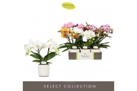 Phalaenopsis mix Tablo Mix 2 spike in Lazio White 25 bl. 2 tak/plnt