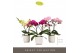 Phalaenopsis mix Tablo Mix 2 spike in Lazio White 25 bl. 2 tak/plnt 