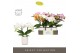 Phalaenopsis mix Tablo Mix 2 spike in Molise White Aquo 25 bl. 2 tak/p 