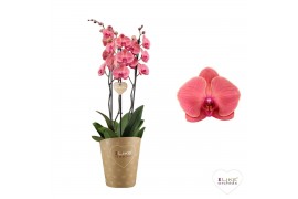 Phalaenopsis asian coral Duetto Asian Coral - 3 tak 30 bl. 3 tak/plnt