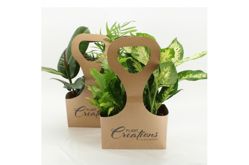 Kamerplanten mix Tas 2 Ecotas met 2 planten 