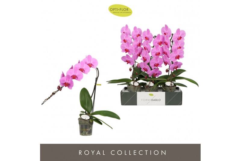 Phalaenopsis roze Formidablo Havasu Falls12 bl. 1 tak/plnt 