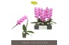 Phalaenopsis roze Formidablo Havasu Falls12 bl. 1 tak/plnt