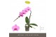Phalaenopsis roze Formidablo Havasu Falls12 bl. 1 tak/plnt 