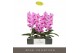 Phalaenopsis roze Formidablo Havasu Falls12 bl. 1 tak/plnt 