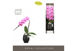 Phalaenopsis roze Formidablo Havasu Falls in Abruzzo Black Aquo Showdo