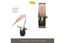 Phalaenopsis oranje Formidablo Cameron Falls in Abruzzo Black Aquo Sho