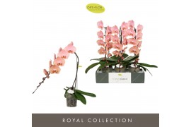 Phalaenopsis oranje Formidablo Cameron Falls12 bl. 1 tak/plnt