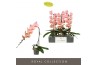Phalaenopsis oranje Formidablo Cameron Falls12 bl. 1 tak/plnt