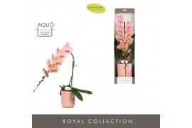 Phalaenopsis oranje Formidablo Cameron Falls in Molise Salmon Aquo Sho