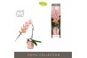 Phalaenopsis oranje Formidablo Cameron Falls in Molise Salmon Aquo Sho