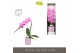 Phalaenopsis roze Formidablo Havasu Falls in Molise Lilac Aquo Showdoo 