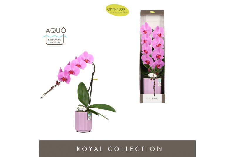 Phalaenopsis roze Formidablo Havasu Falls in Molise Lilac Aquo Showdoo 