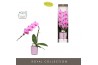 Phalaenopsis roze Formidablo Havasu Falls in Molise Lilac Aquo Showdoo